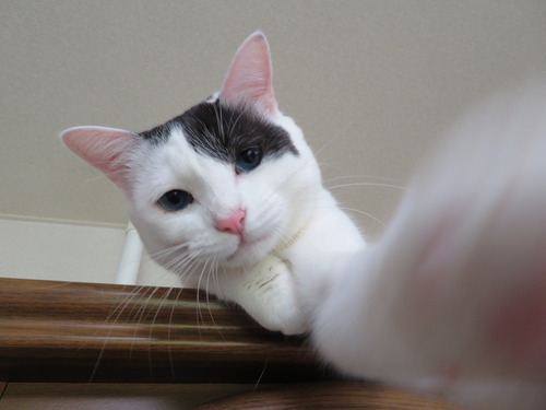 テンションが高い