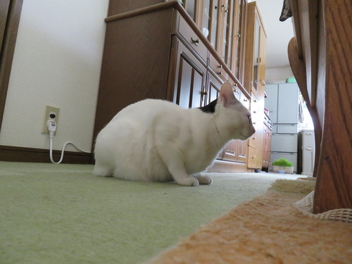 飛び起きて
