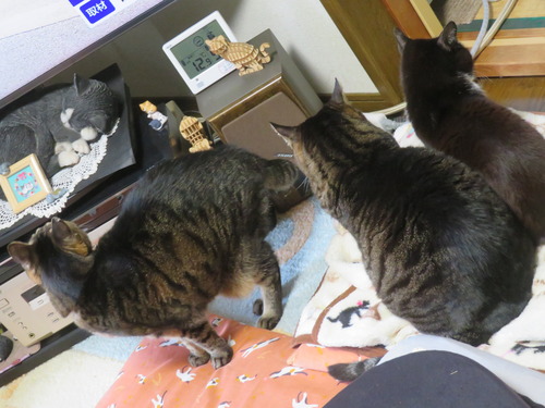 �ʤʡ�����������