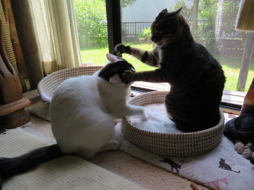 プチバトル