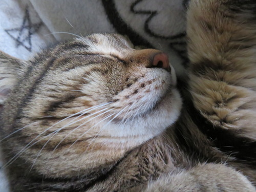 可愛いんでしょう