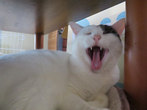 ふぁ〜