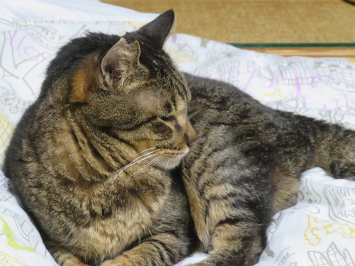 ���Ĥξ�ˡɤ����ߡ�