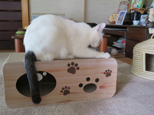 爪とぎ
