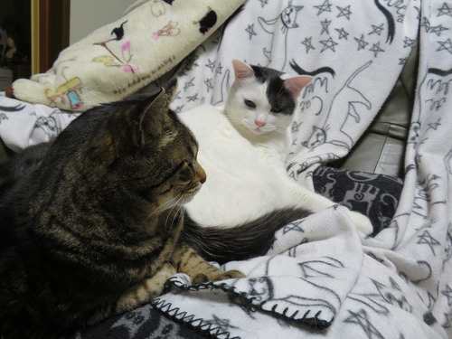 かいがぴったんこ