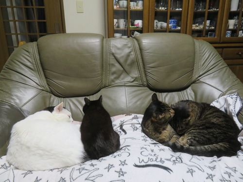 �򤷤�������å�