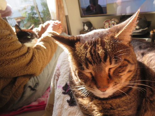 �ʤʡ�����