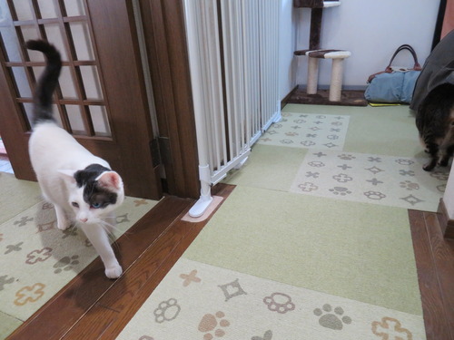 来た