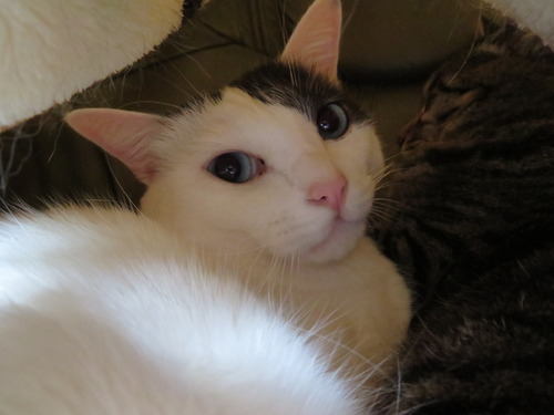 かい