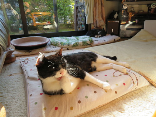 2019ǯ1231鼪ޤ󤫤ʢ