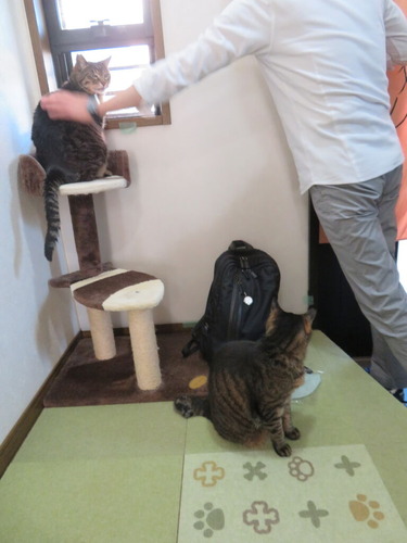 行ってくるね