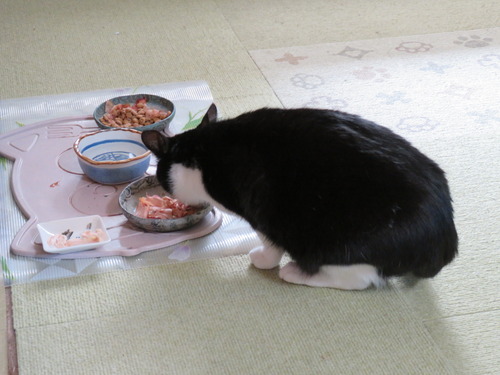 ウマウマ