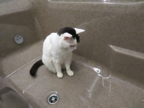楽しそう