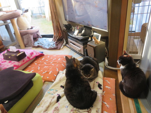 ����䤫����ɴ��