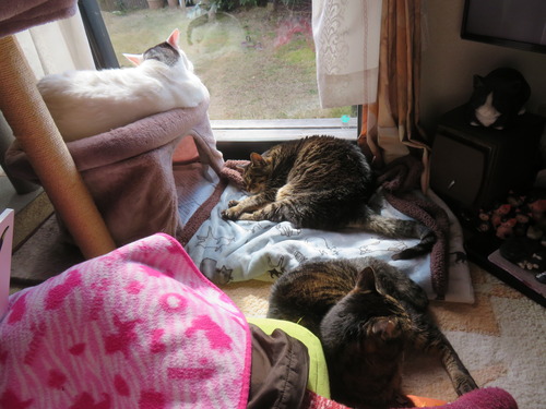 �ʤʡ�����������