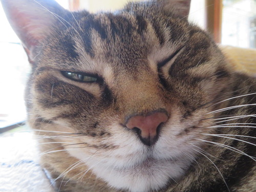 �֤���İ���