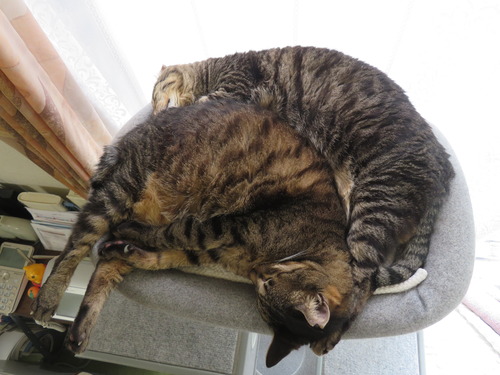 ぴったんこ寝