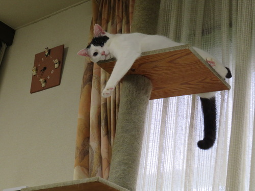 今日もパワー全開です