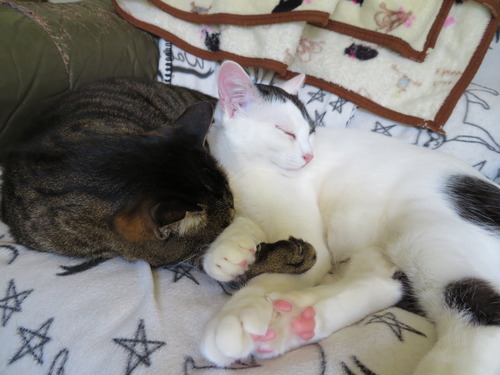 眠くなった