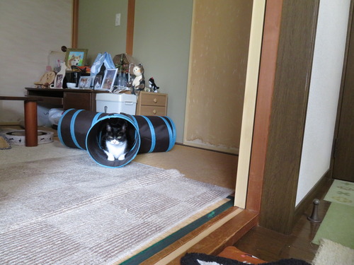 追いかけっこ