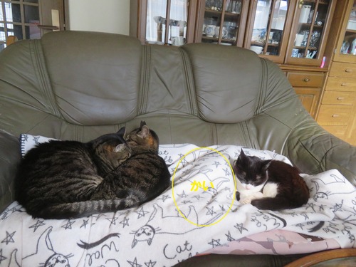 �ʤʡ�����������������