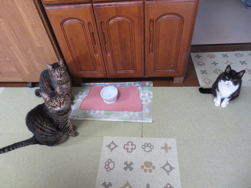 2022ǯ914ޤ˥㡩ߤ˥㥫