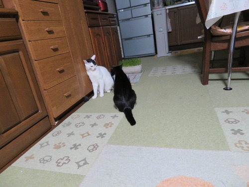 うみに追われて