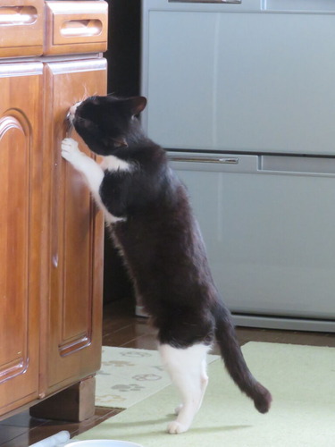 2024ǯ624ꥹꡢ2.3Kg