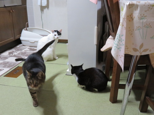イヤよ