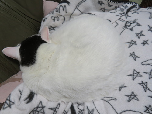 �ɤ����ɤ�Ĺ���ե���