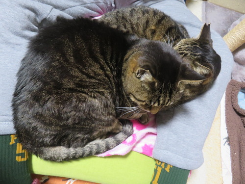 �ɤ����ߡɤˤԤä���