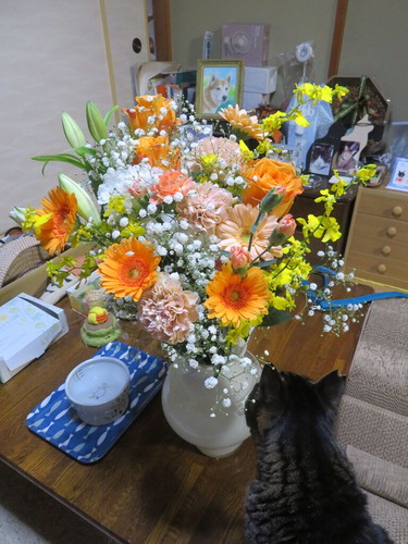 �ſƻҤ����«��♡