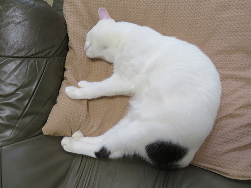 眠くなるのが早かった