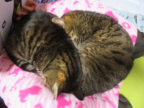 ���������ԡ�