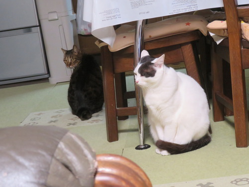 ���٤��Ǥ���