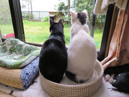 2020ǯ416²6ɤߡγʺ