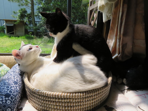プチバトル