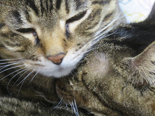 ��ä���İ���