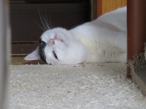 ズームで
