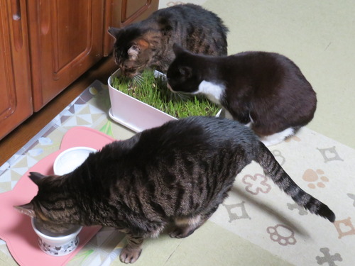 2022ǯ1115ɤߡɤȥޥ