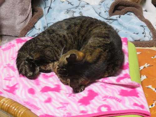 �ɤ����ߡɤν��