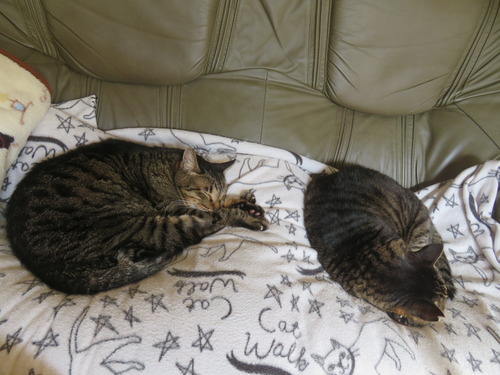 �ʤʡ�����