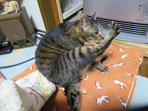 たくみ