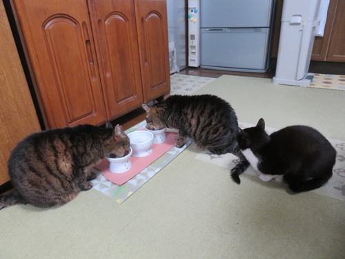 食べ終わるのをあってる”うみ”