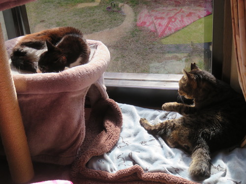 �ɤ����ߡɤ�