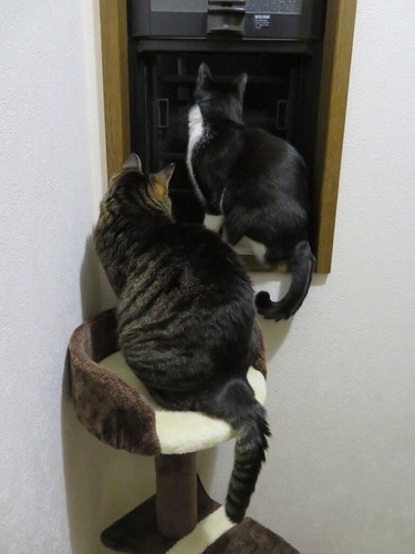 何見ていたの?