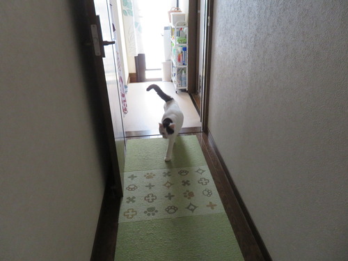 かいは