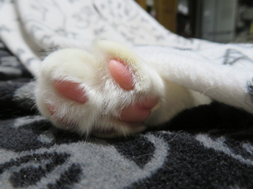 ピョ〜ン