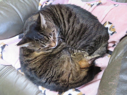 �ʤʡ�����