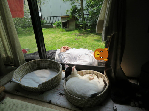 一緒にお昼寝?